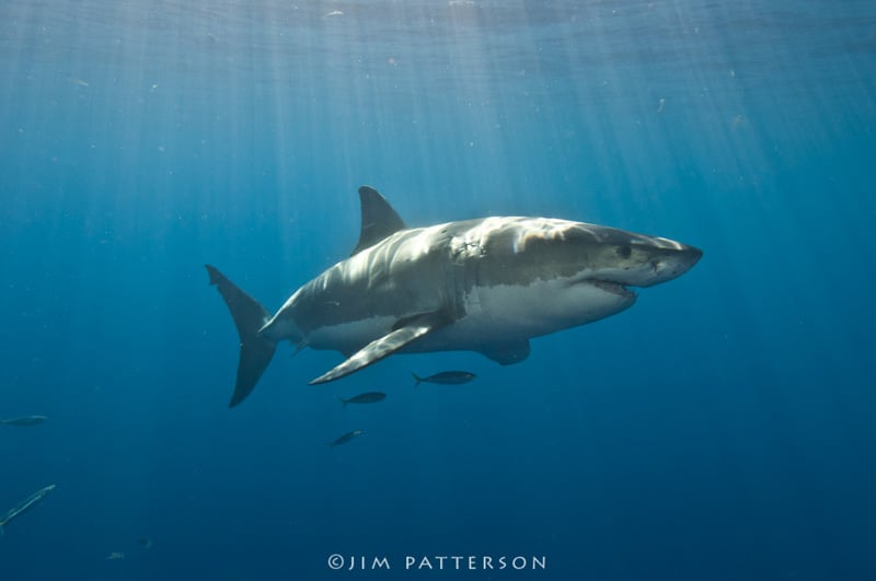Photograph of a Great White Shark