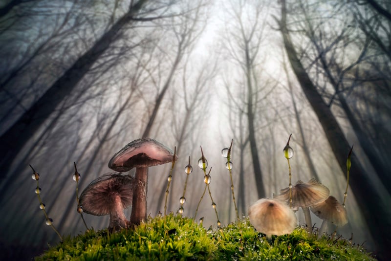 Photograph of mushrooms in the wood
