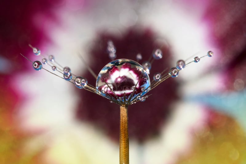 Photograph of a water drop reflecting flowers