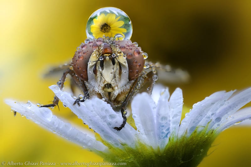 Macro Photograph of a fly with a water drop on its back reflecting a yellow flower