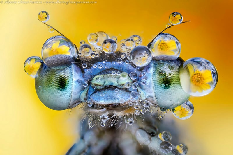 Macro Photograph of a damsel-fly with a water drops all over it