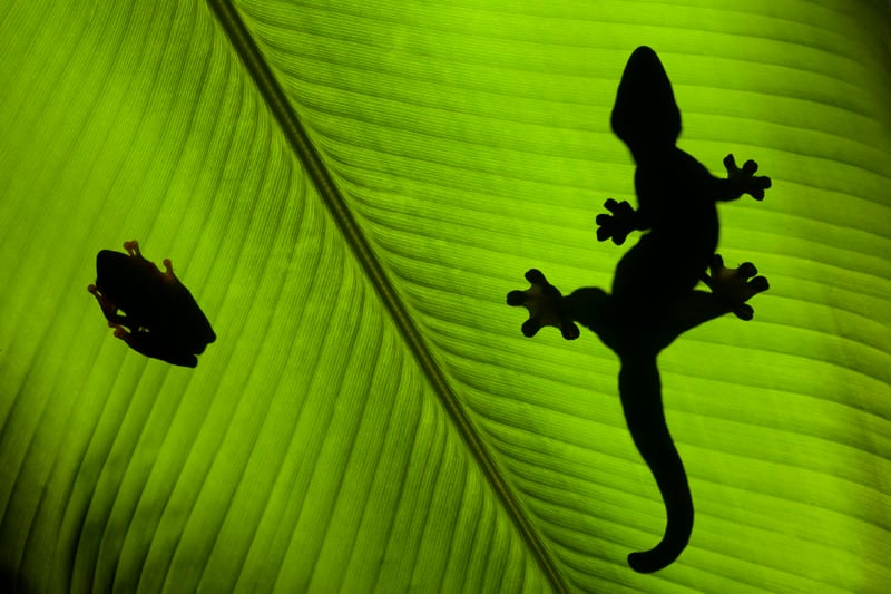 Photograph of the silhouette of a frog and gecko