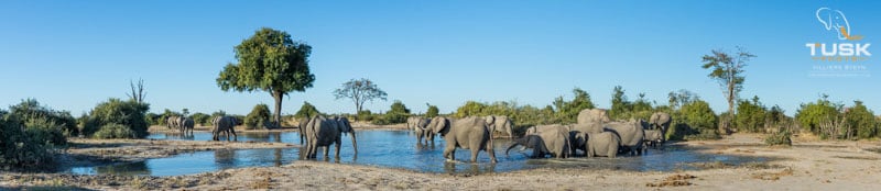 Elephants at waterhole Panoramic