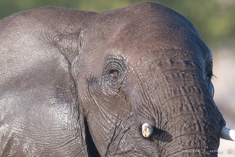 Elephant Close up