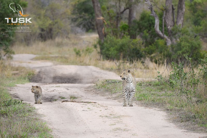 Leopard walking with cub in Road