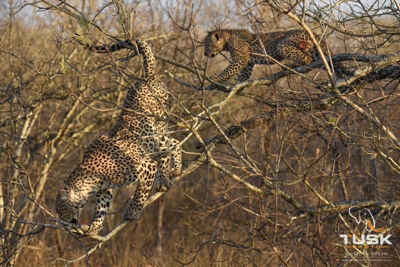 Leopard and cub walking on a branch