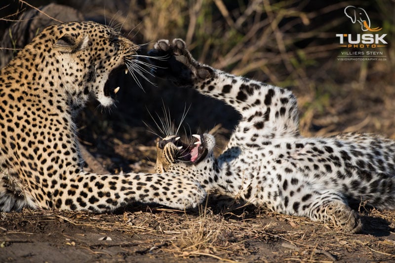 Leopard playing with cub