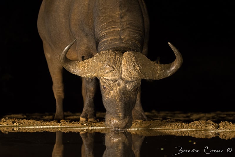 Buffalo drinking