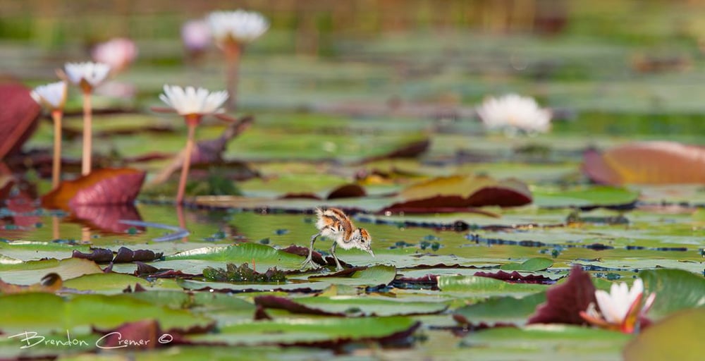 A baby bird on water lily