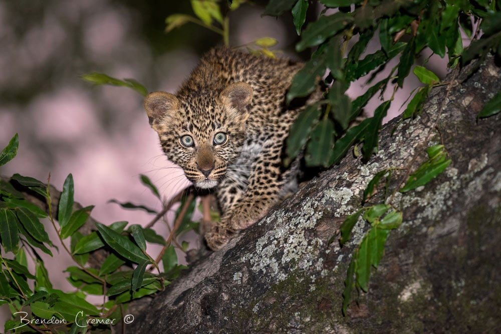 Beautiful baby leopard in a tree