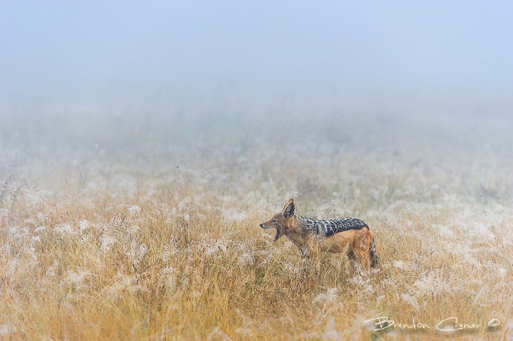 A jackal in the field on a misty day