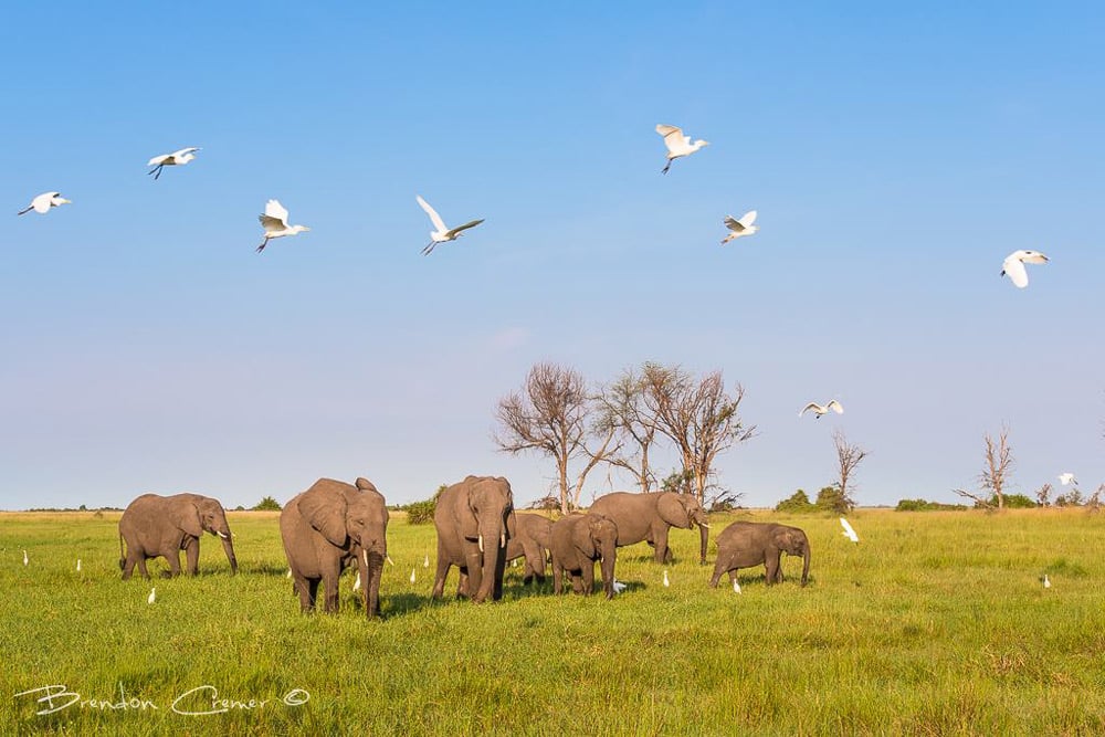 A herd of elephant grazing