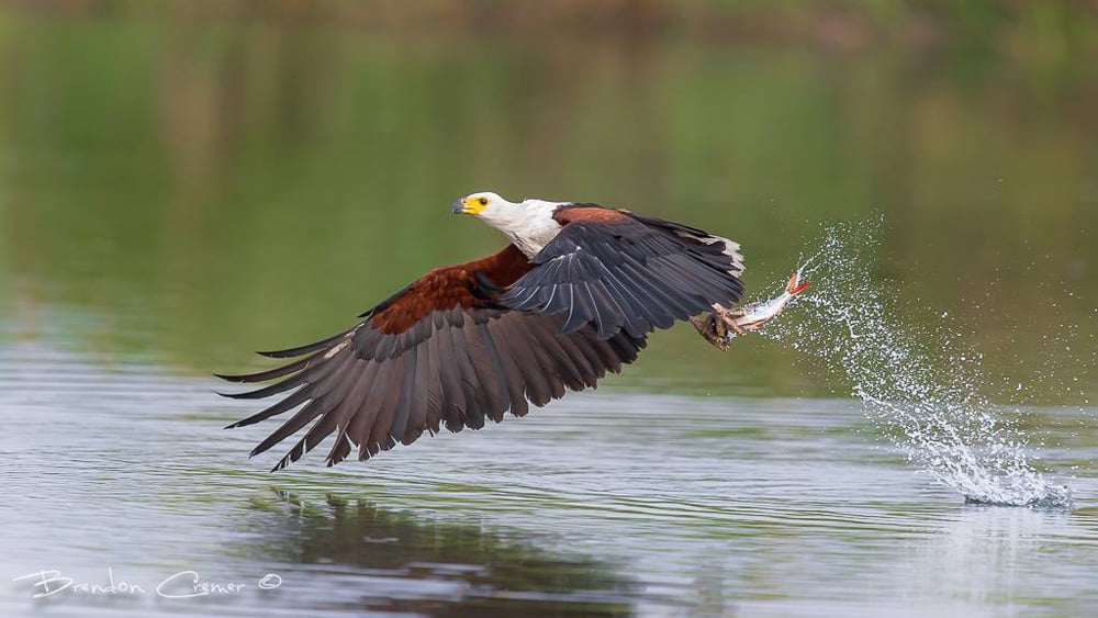 Fish Eagle catching a fish