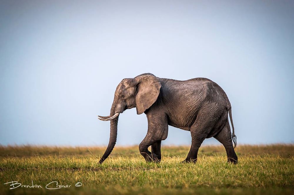 Beautiful profile shot of a walking elephant