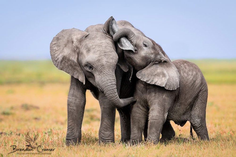 Two young elephants playing