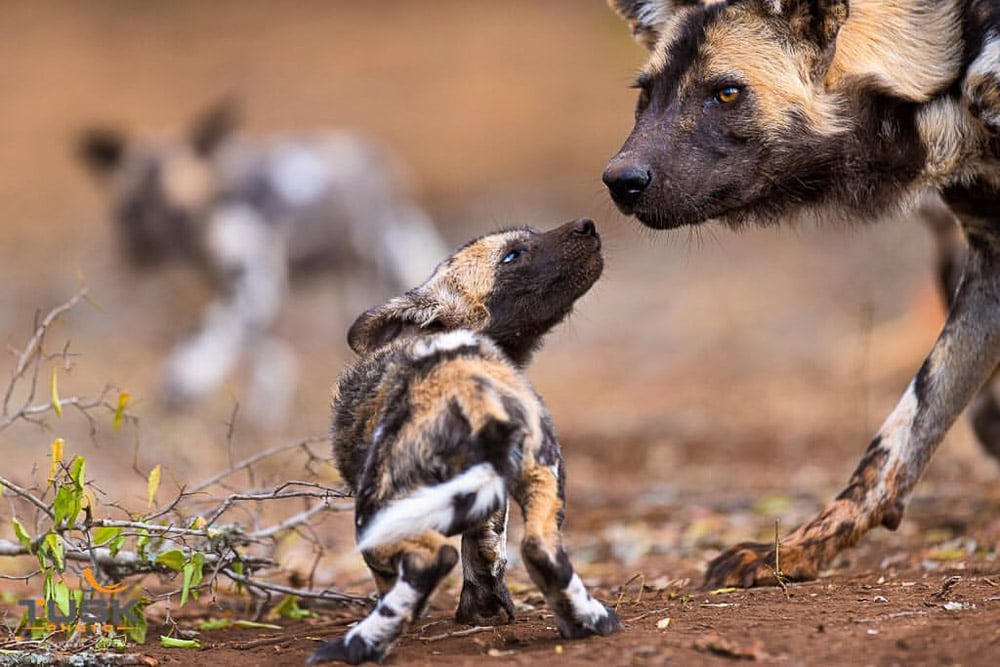 A wild dog pup with her mother