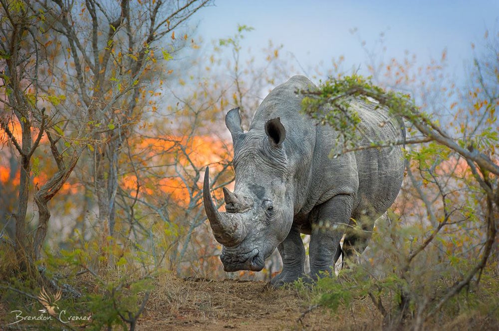 A beautiful shot of a rhino in the bush