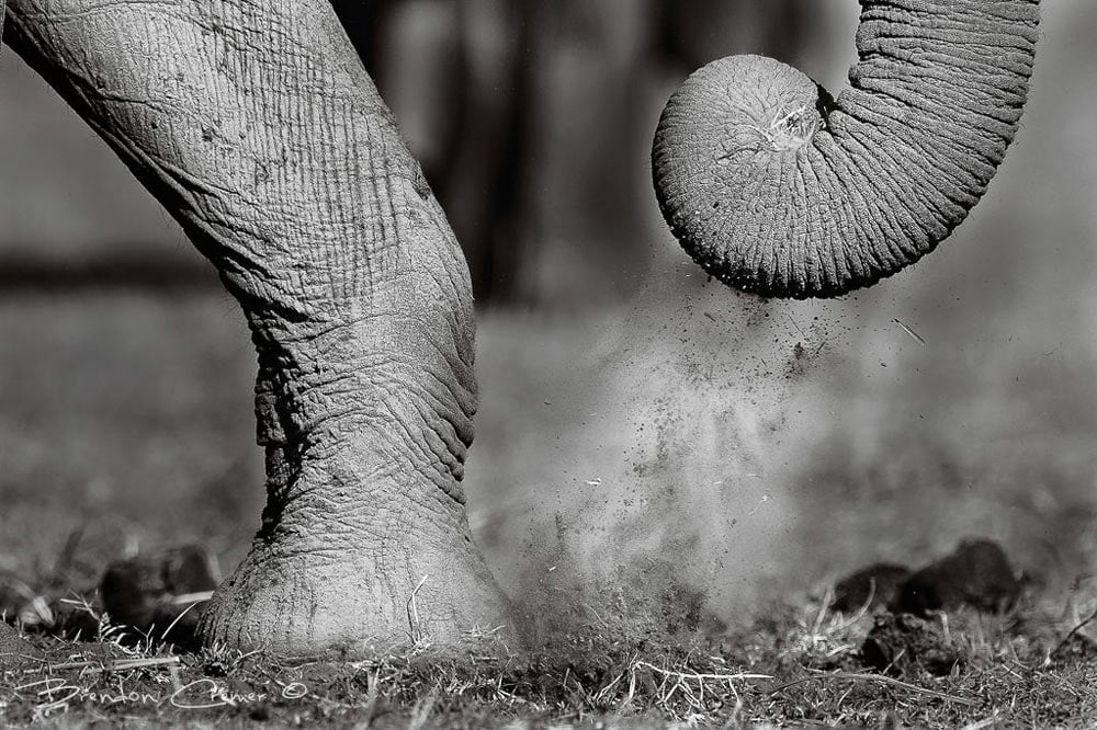 A black and white photograph of a elephants foot and trunk