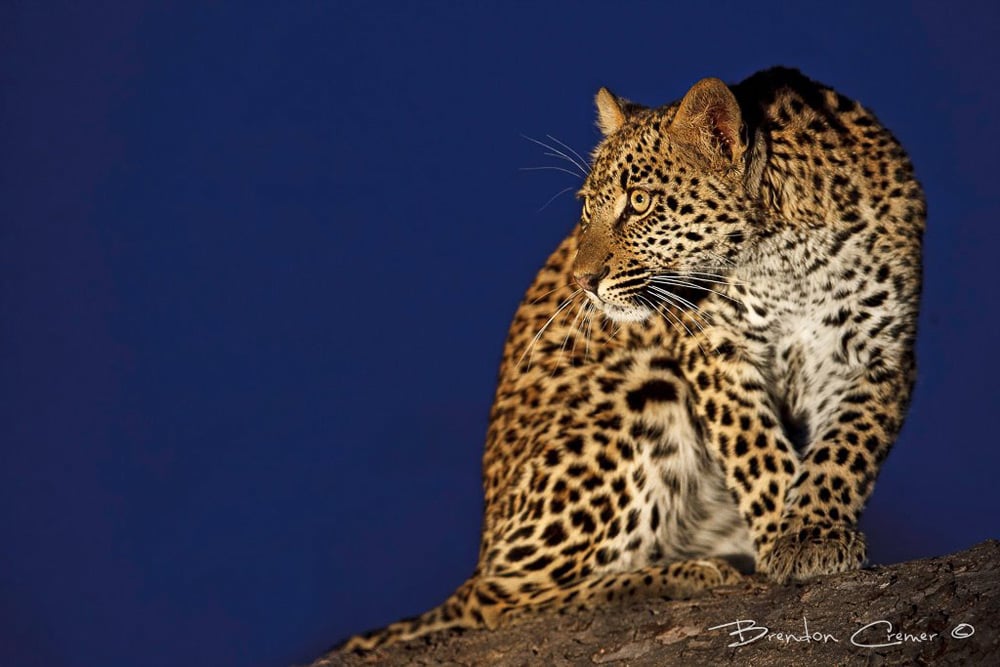 A leopard at twighlight with a beautifull blue background