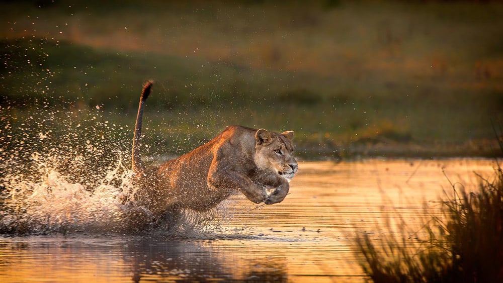 An iconic photograph taken by Brendon Cremer of a lioness in action