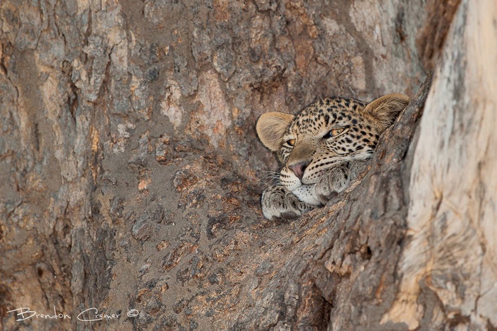 Leopard lazing in a trea