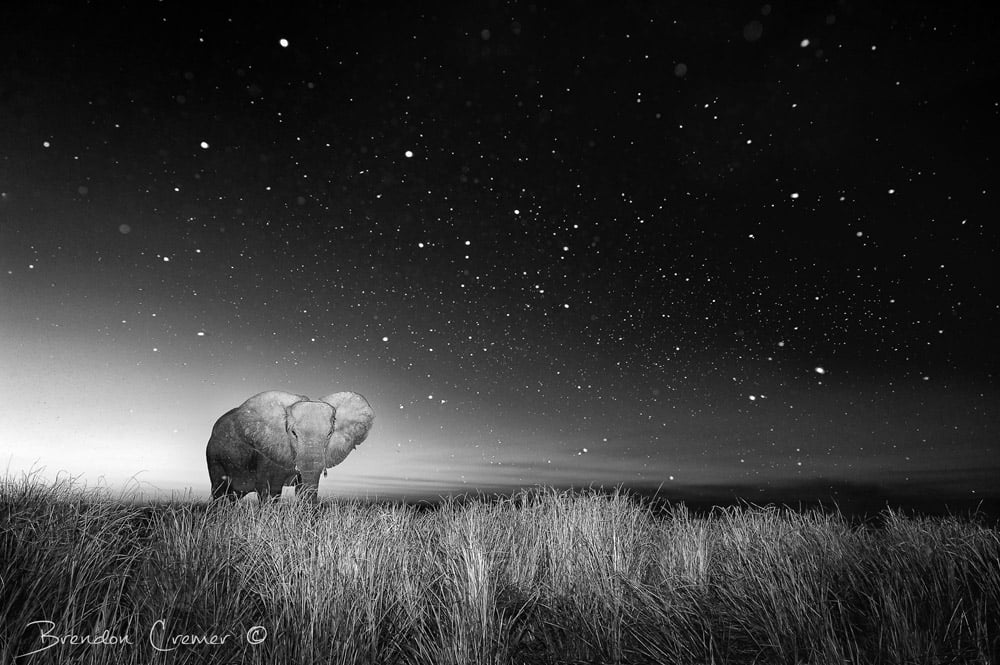 An lone elephant with stars