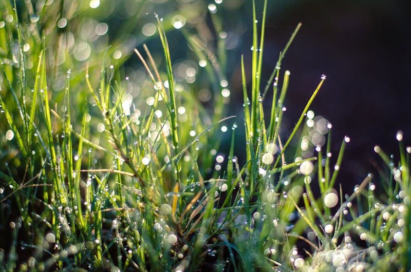 detail shot of grass with water droplets bokeh