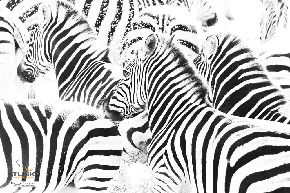 A black and white high key photograph of zebras