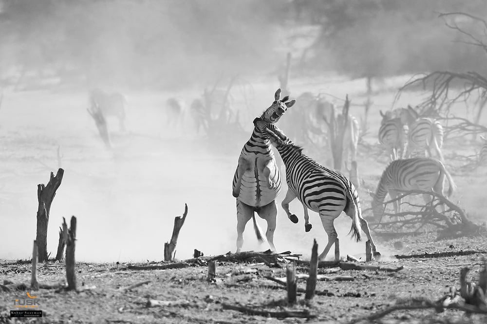 A black and white photograph of two zebra