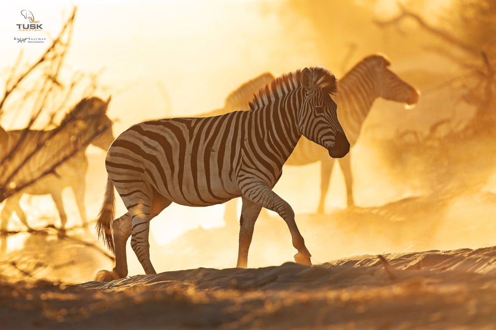 A photograph of a zebra walking through the dusty plains with the sun illuminating the background