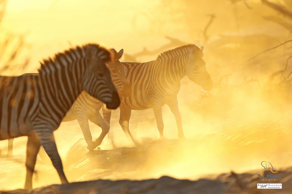 A photograph of a zebra walking through the dusty plains with the sun illuminating the background
