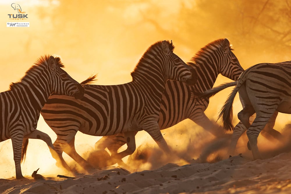 A photograph of a zebras running through the dusty plains with the sun illuminating the background
