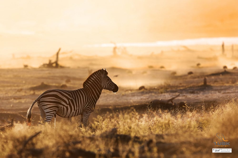 A photograph of a lone zebra standing in the plains