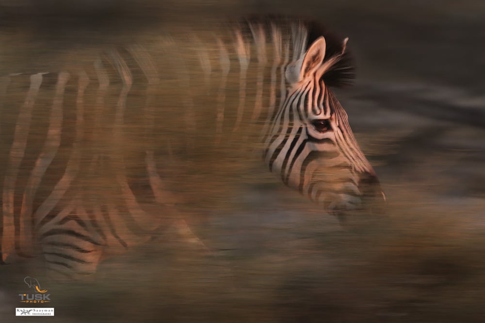 A beautiful motion blur photograph of a running zebra