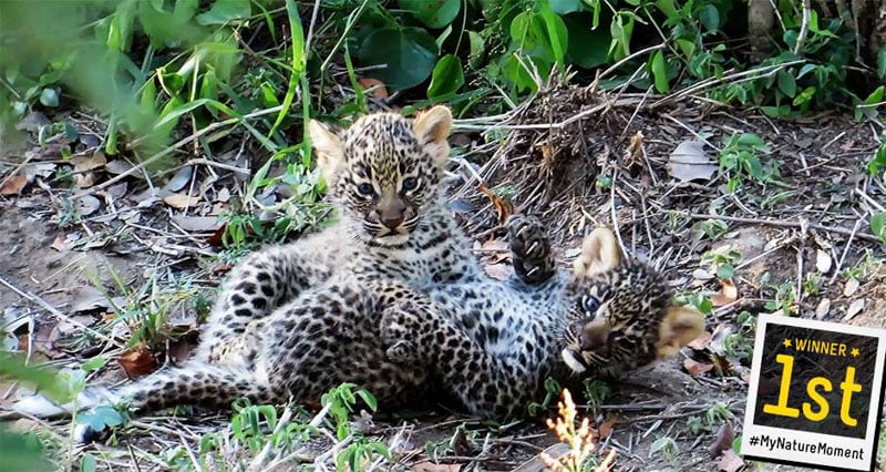 Two leopard cubs playing