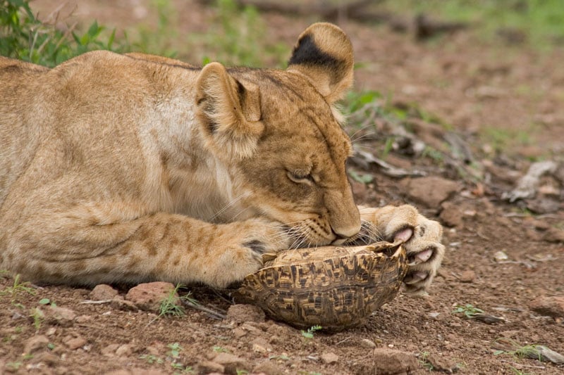 Lioness playing with tortoise