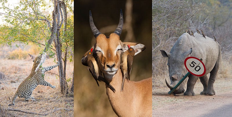 Collection of images of Impala, leopard and rhino