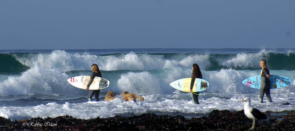 Photograph of a bunch of surfer girls