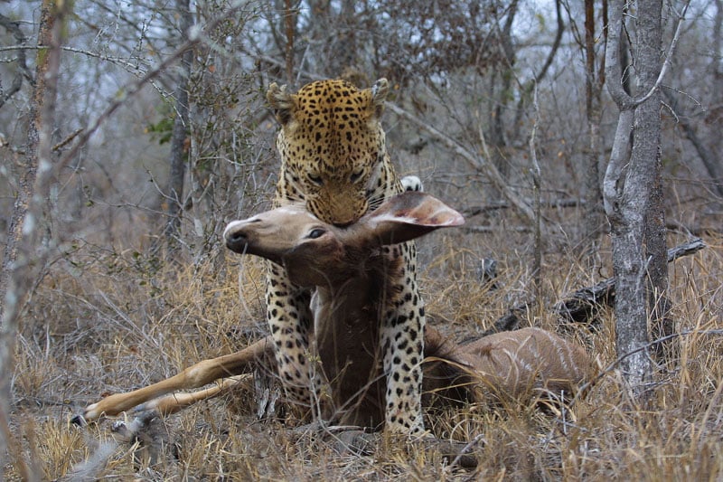 leopard dragging kill - Image by Kim Wolhuter