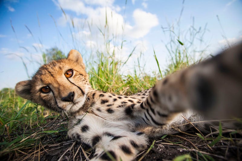 Kim Wolhuter photo of Cheetah