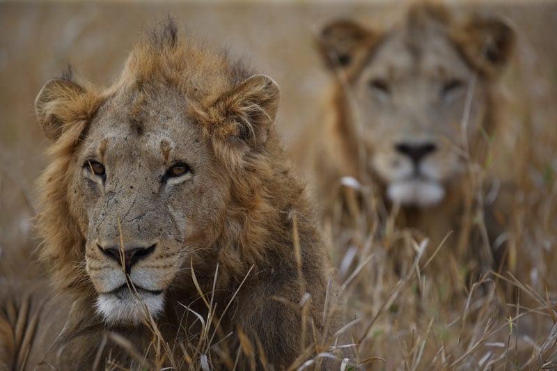 KiM Wolhuter photograph two male lions in savannah