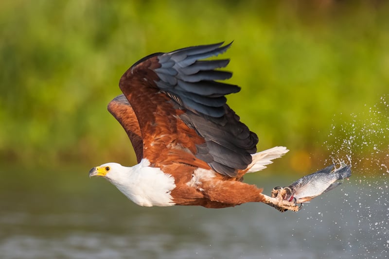 Photograph of an African Fish Eagle with a fish in its talons