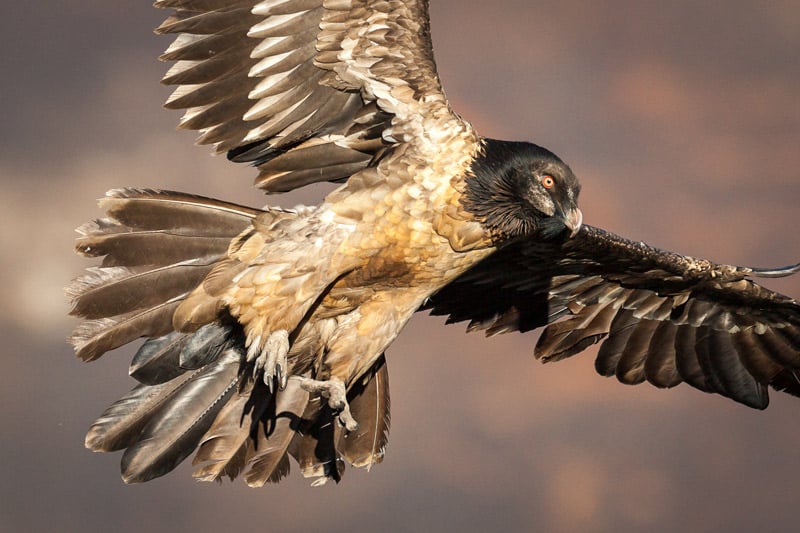 photograph of a bearded vulture