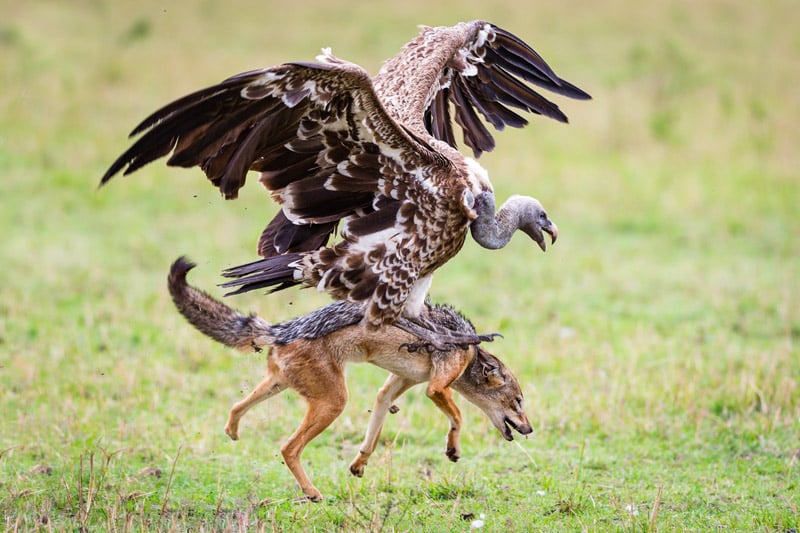 Photograph of a Blackbacked Jackal and a Ruppell's Vulture
