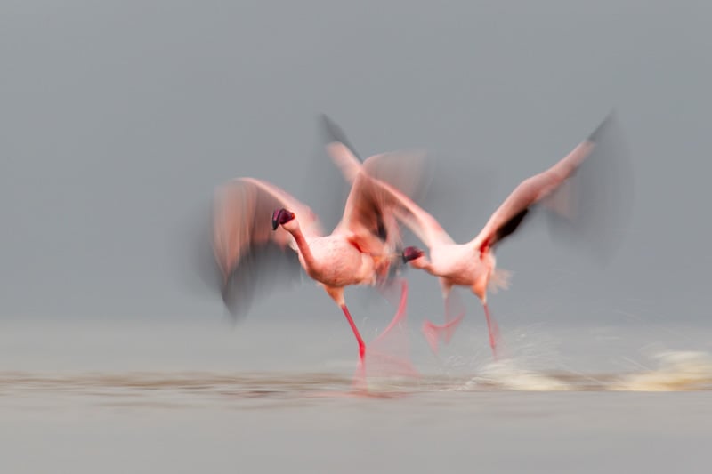 Two Lesser Flamingo's taking off