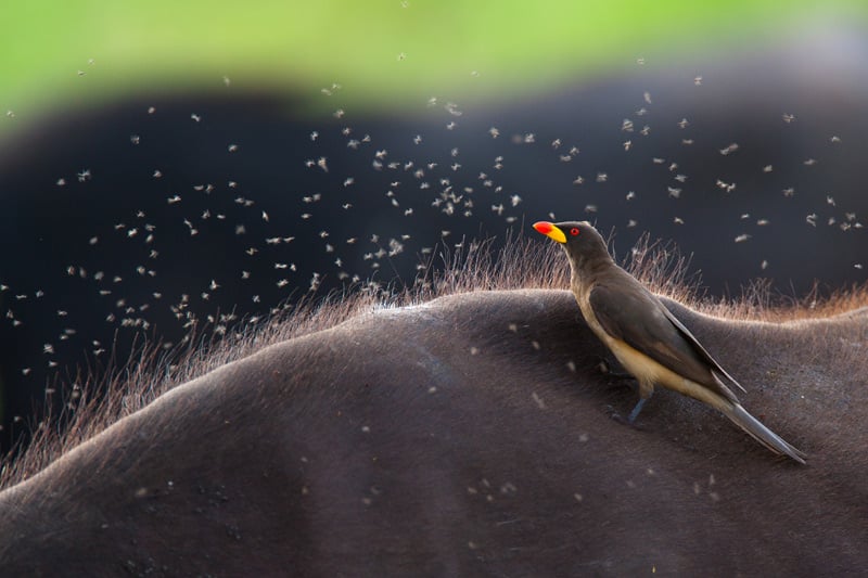 Photograph of a Red billed Oxpecker
