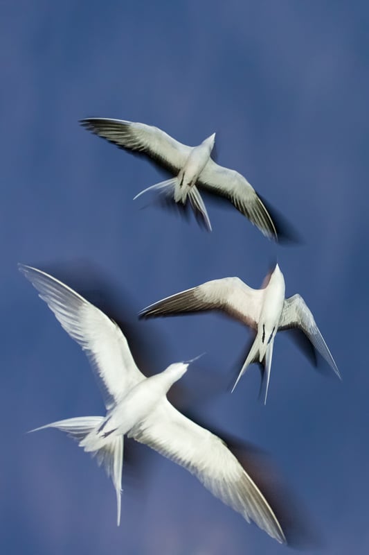 A Photograph of 3 Sooty Tern