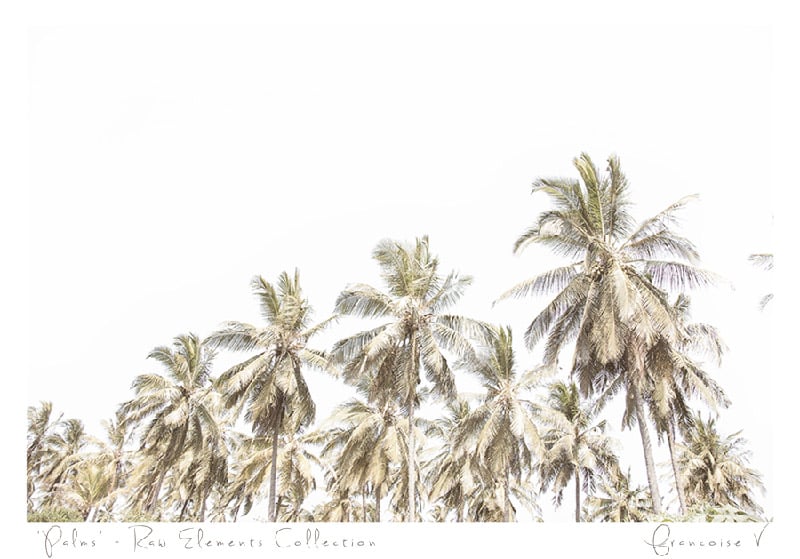 A fine art photograph of palm trees