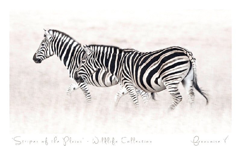 A fine art photograph of zebra