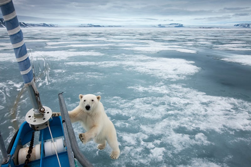 Norway, Svalbard, Nordaustlandet, Polar Bear (Ursus maritimus) standing at yacht's bow in ice at Sabinebukta Bay at Irminger Point